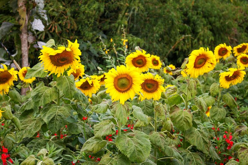 Sunflowers are protectors of plants of lower growth Sunflowers are protectors of plants of lower growth