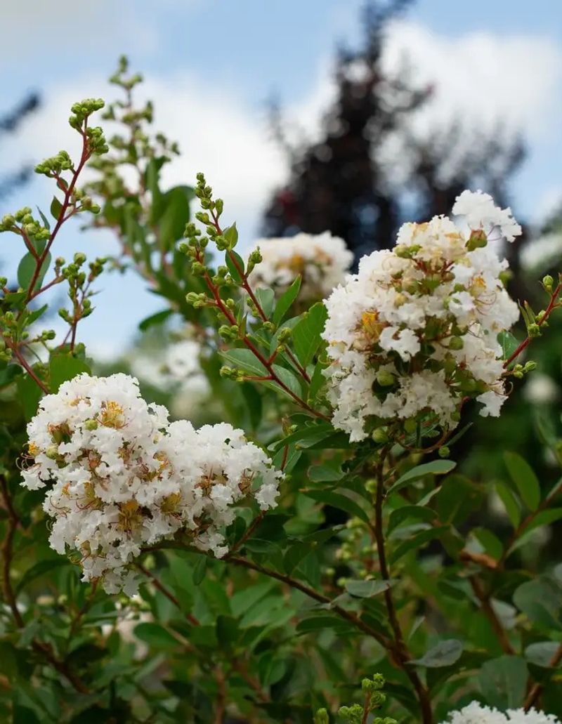 Plant A Shade Tree To Cool The Front Yard