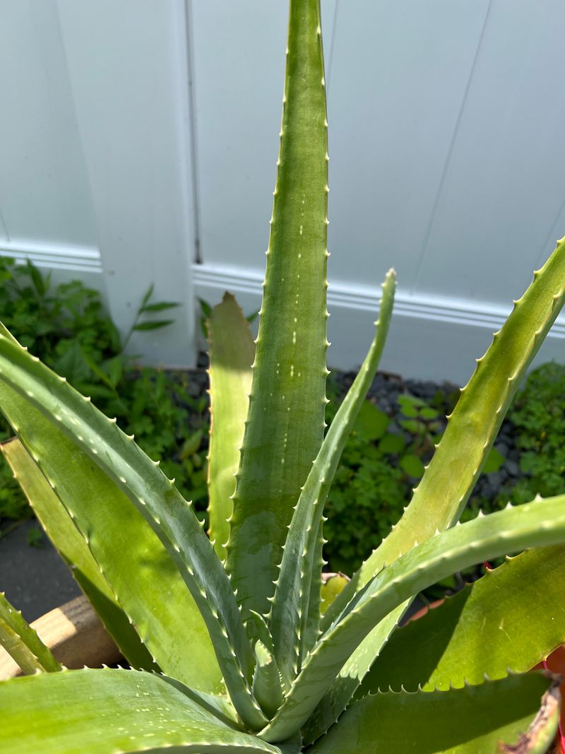 Plant Aloe For Tough Texture In Hot Pots
