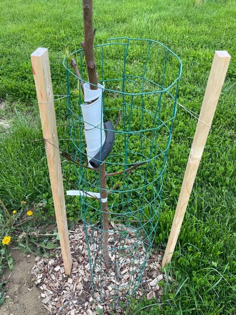 Plant Apples Before Spring Wakes Up