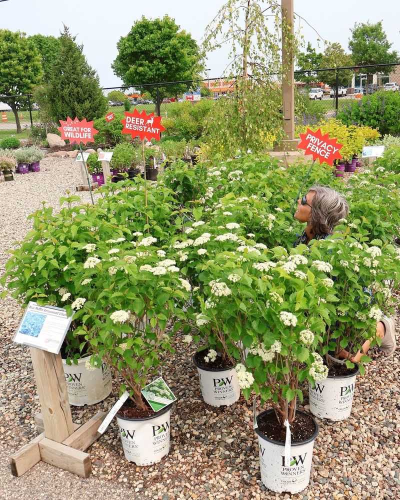 Plant Arrowwood Viburnum For Dense Coverage Plant Arrowwood Viburnum For Dense Coverage