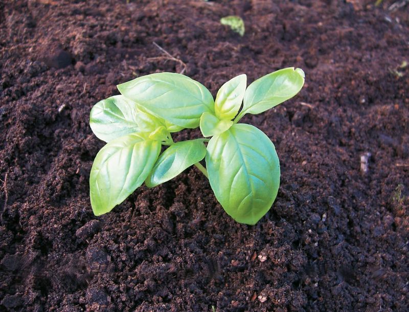 Plant Basil Before Florida Heat Turns Brutal