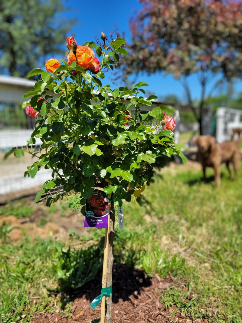 Plant Before Summer Hits