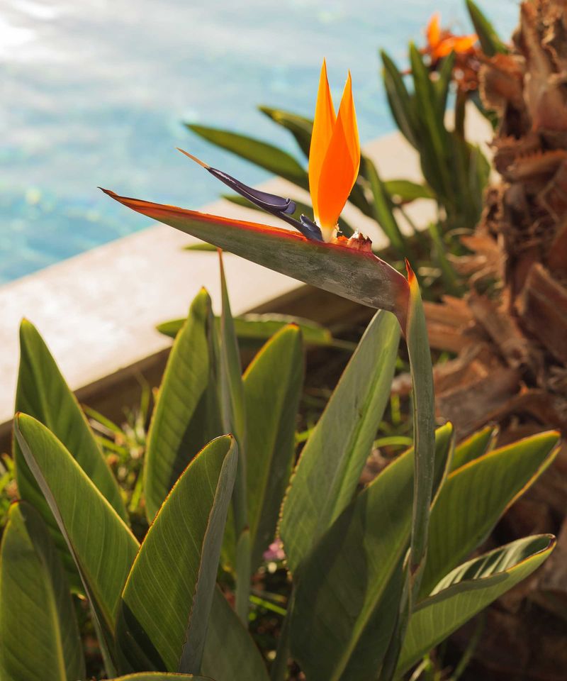 Plant Bird Of Paradise For Poolside Color With Less Leaf Litter