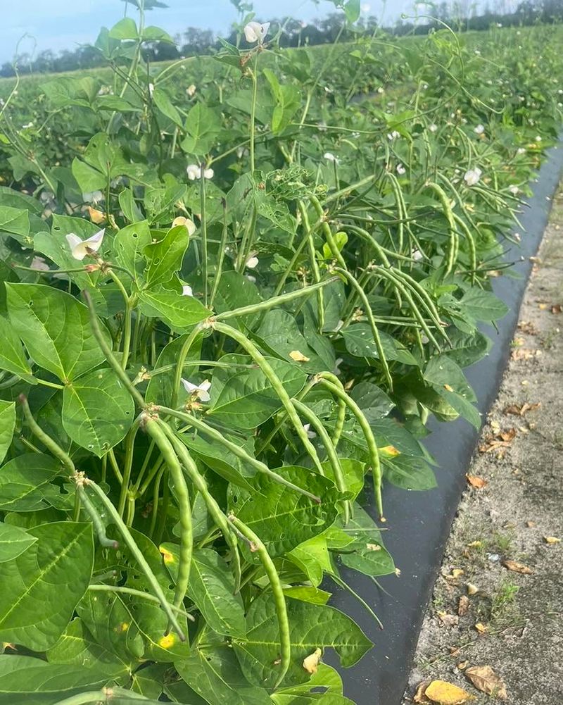 Plant Black-Eyed Peas For Heat Loving Harvests