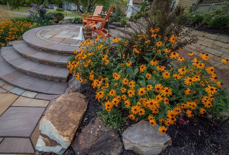 Plant Black Eyed Susan For Easy Summer Color