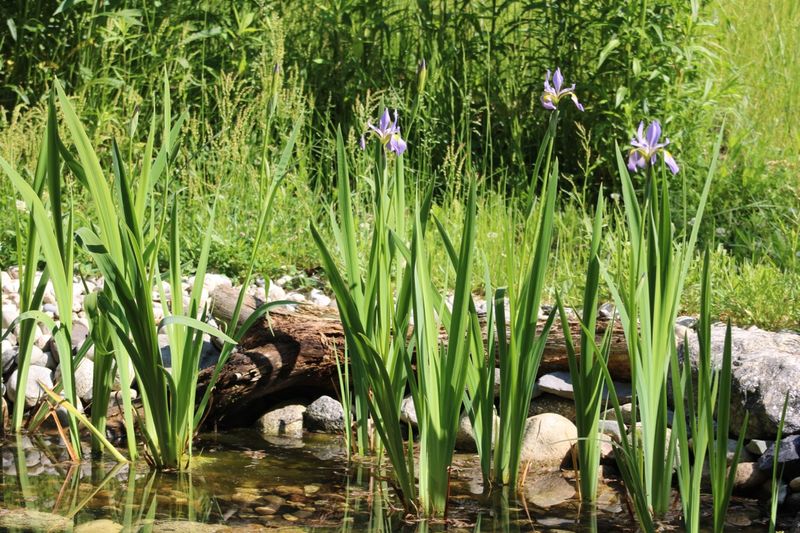 Plant Blue Flag Iris Where Water Meets Soil Plant Blue Flag Iris Where Water Meets Soil