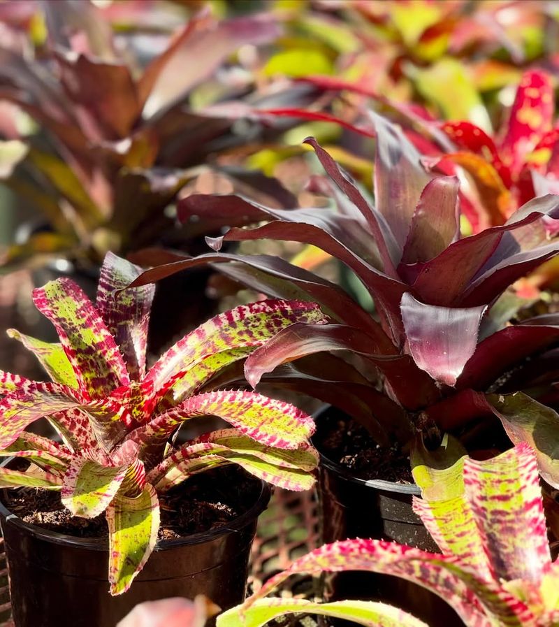 Plant Bromeliads For Patterned Leaves In Shade