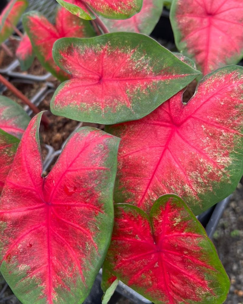 Plant Caladiums For Big Leaves In Bright Shade