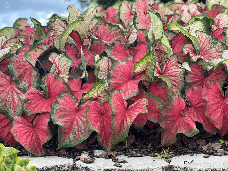 Plant Caladiums For Big Seasonal Leaf Color