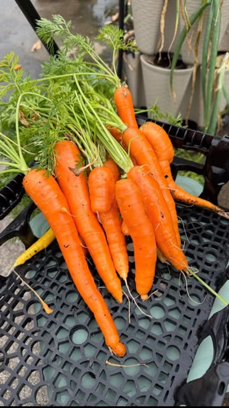 Plant Carrots During Cool Spring Weather Plant Carrots During Cool Spring Weather