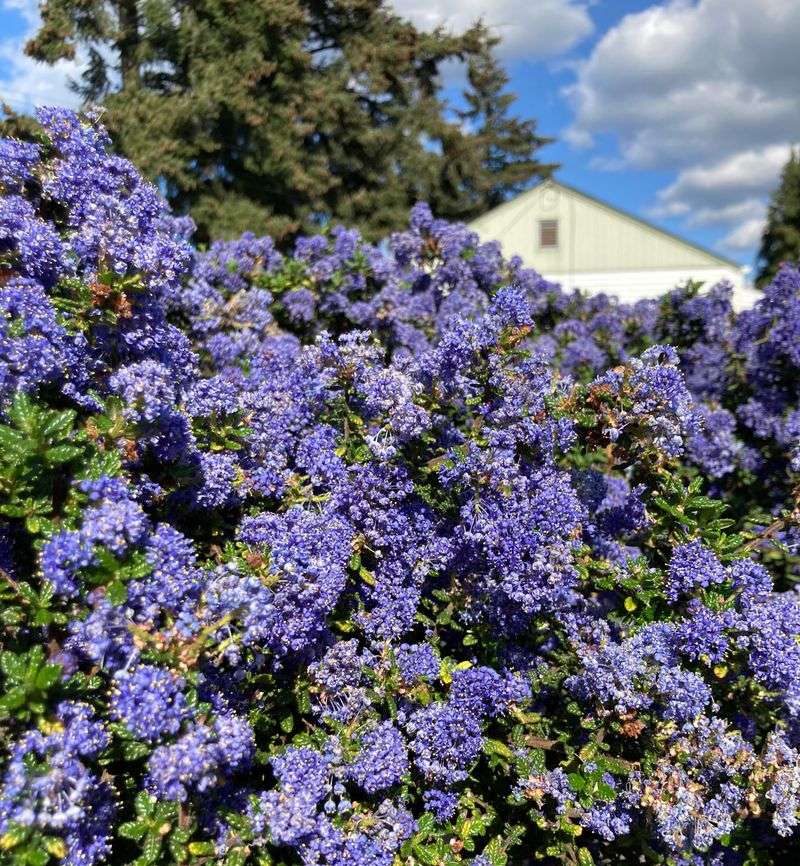 Plant Ceanothus For Brilliant Blue Blooms
