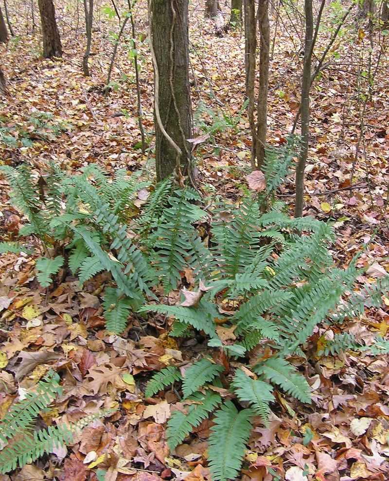 Plant Christmas Fern For Year Round Texture