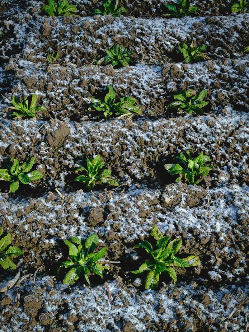 Plant Cold-Hardy Crops Early