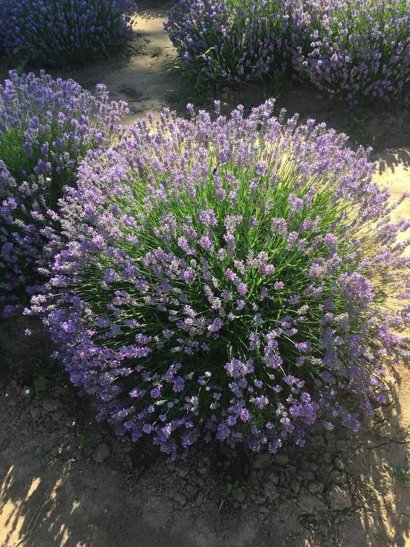Plant Cold, Hardy Varieties Like Phenomenal Or Hidcote Plant Cold, Hardy Varieties Like Phenomenal Or Hidcote