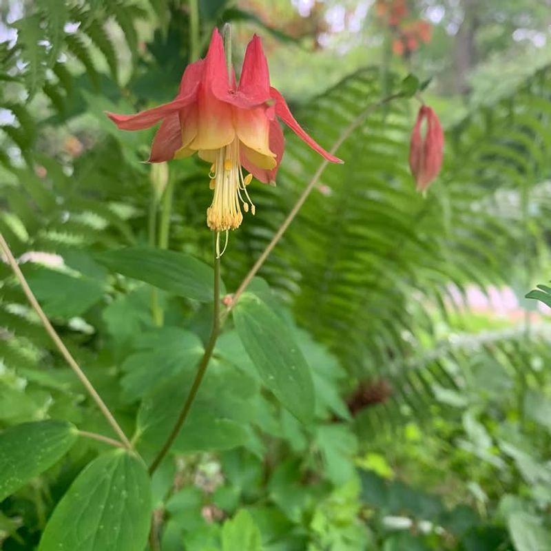 Plant Columbine Where Morning Light Reaches The Bed