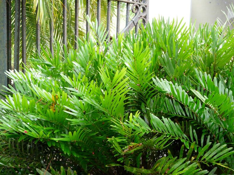 Plant Coontie For A Bold Border That Stays Polished