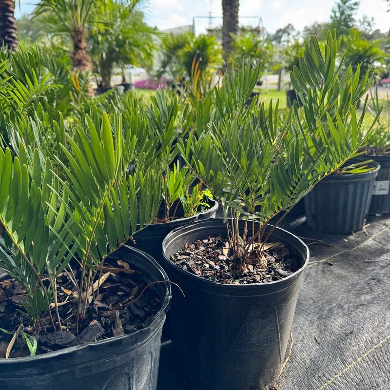 Plant Coontie For A Native Evergreen Look
