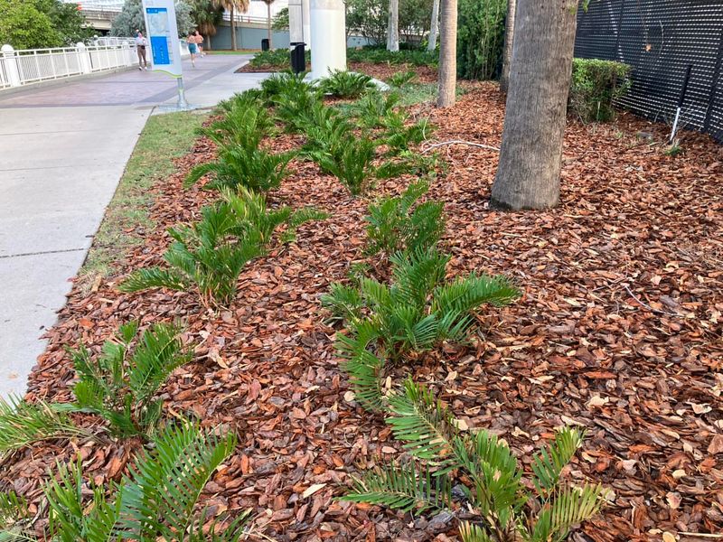Plant Coontie In Root Crowded Spots