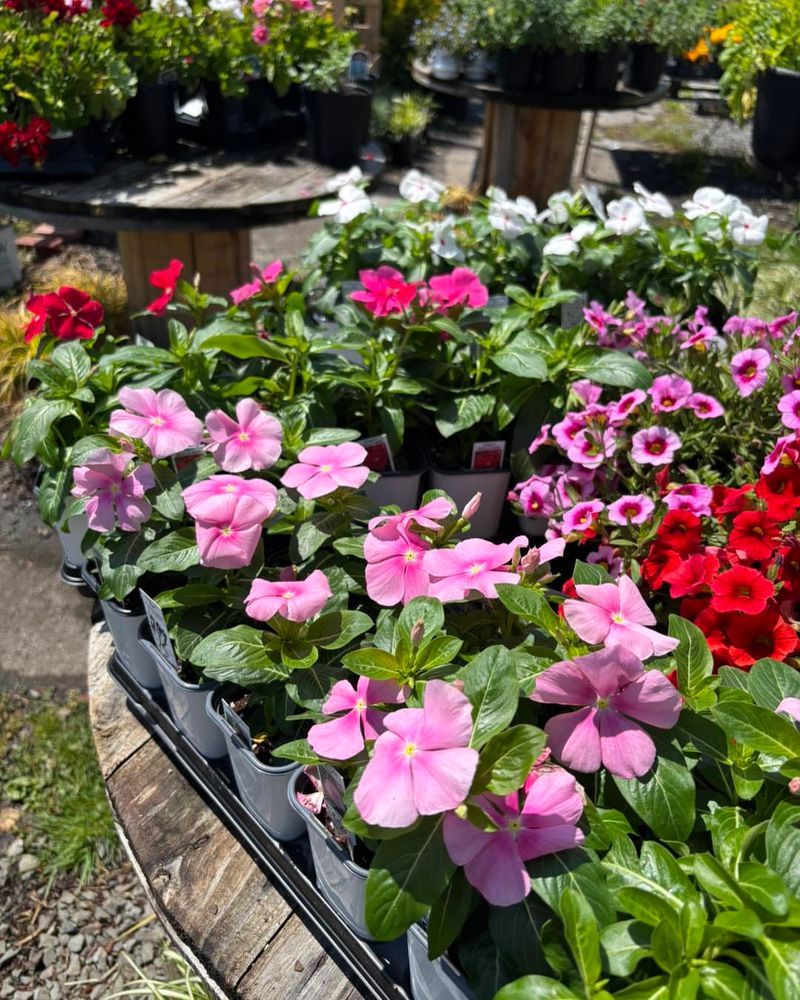Plant Cora Vinca For Nonstop Summer Color