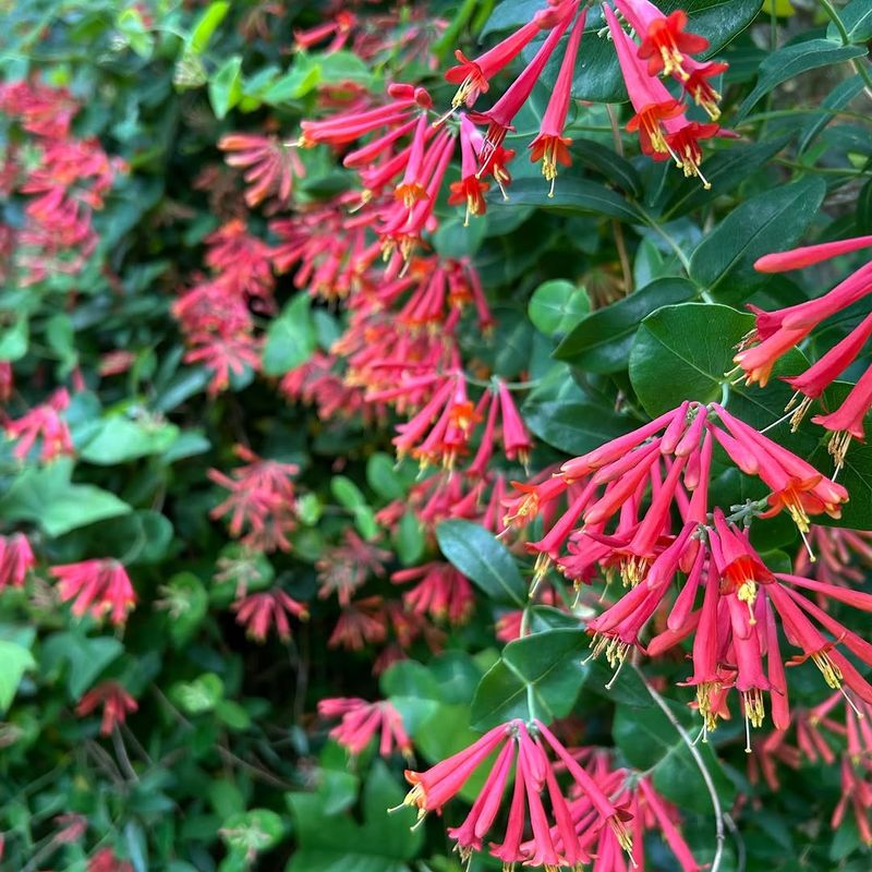 Plant Coral Honeysuckle For A Native Tropical Vine Effect Plant Coral Honeysuckle For A Native Tropical Vine Effect