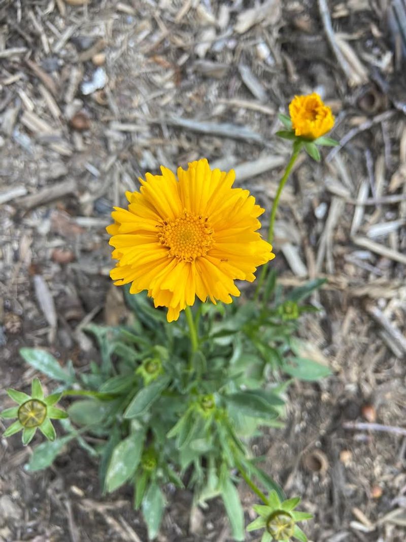 Plant Coreopsis For A Native Flowering Boost Plant Coreopsis For A Native Flowering Boost