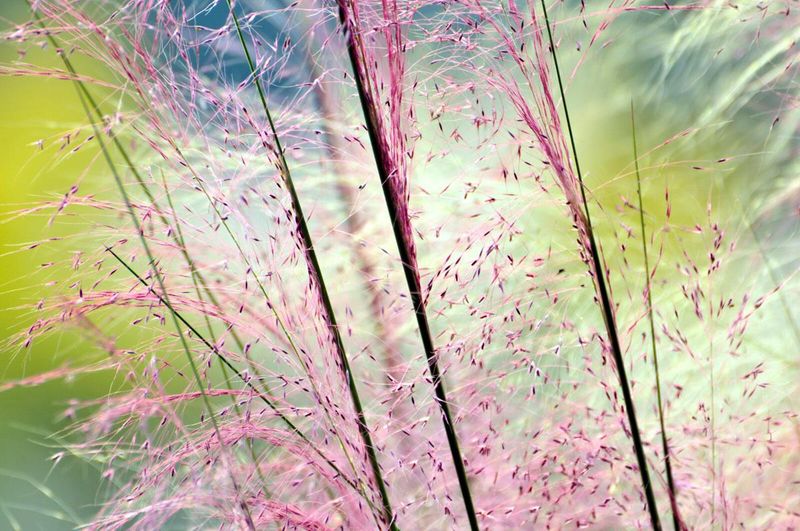 Pair Beach Sunflower With Muhly Grass