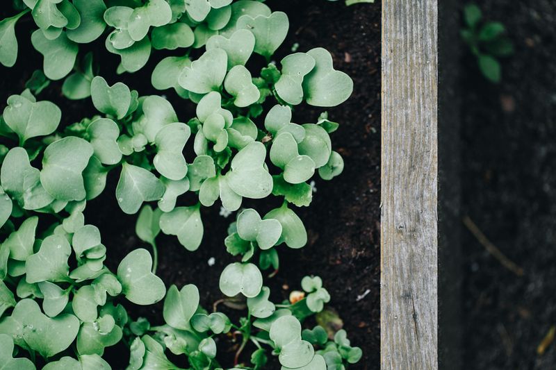 Plant Cover Crops In The Off-Season Plant Cover Crops In The Off-Season