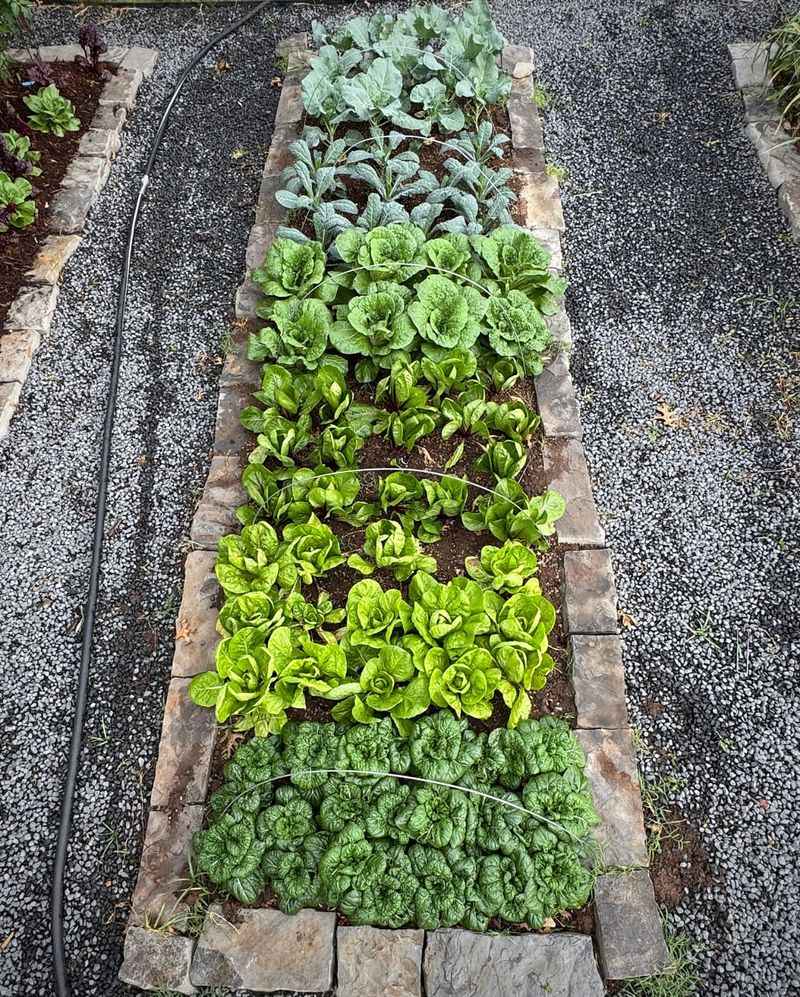 Plant Crops Close Enough To Shade The Soil