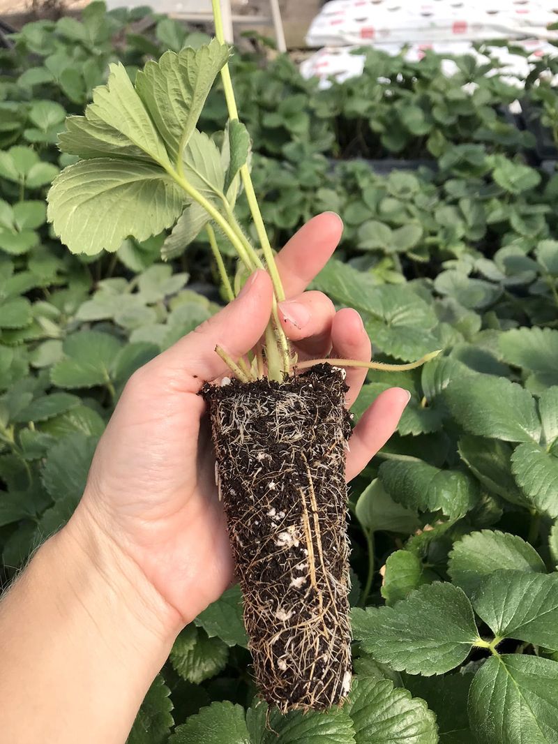 Plant Crowns Correctly