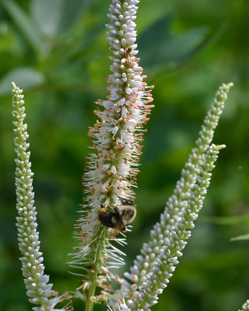 Plant Culver's Root For Tall Spires Bees Can Work For Weeks