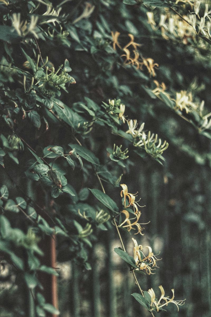 Plant Diversity In Yard Takes A Hit When This Vine Gets Established Plant Diversity In Yard Takes A Hit When This Vine Gets Established