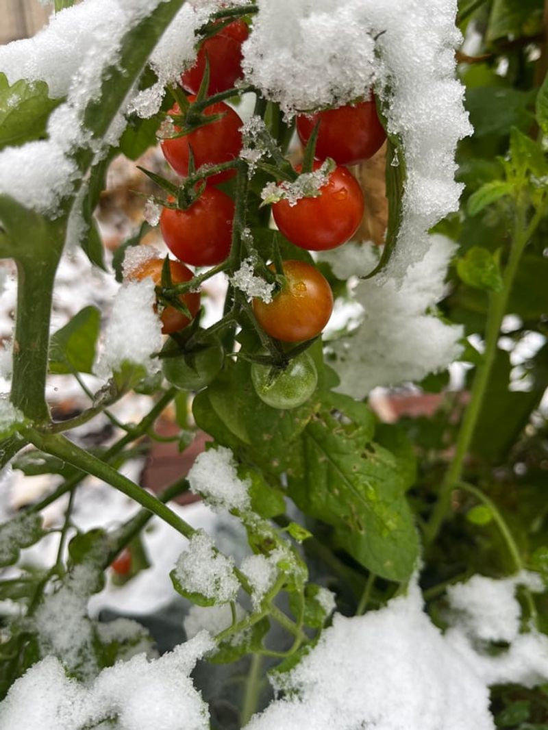 Plant Earlier In The West And Watch Frost Closely In The East