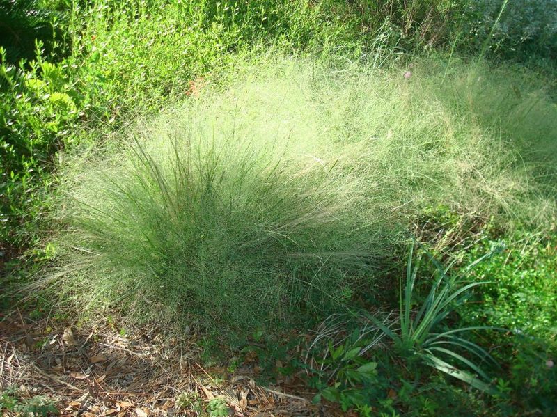 Plant Elliott's Lovegrass For Natural Sunny Edges