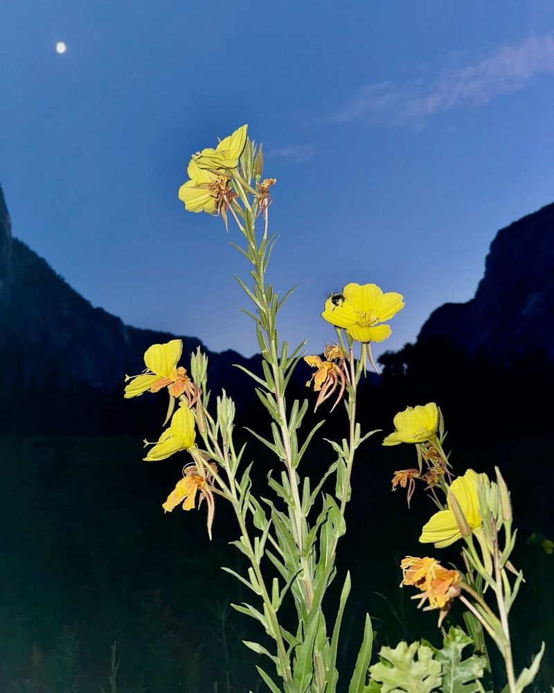 Plant Evening Primrose Near The Edge