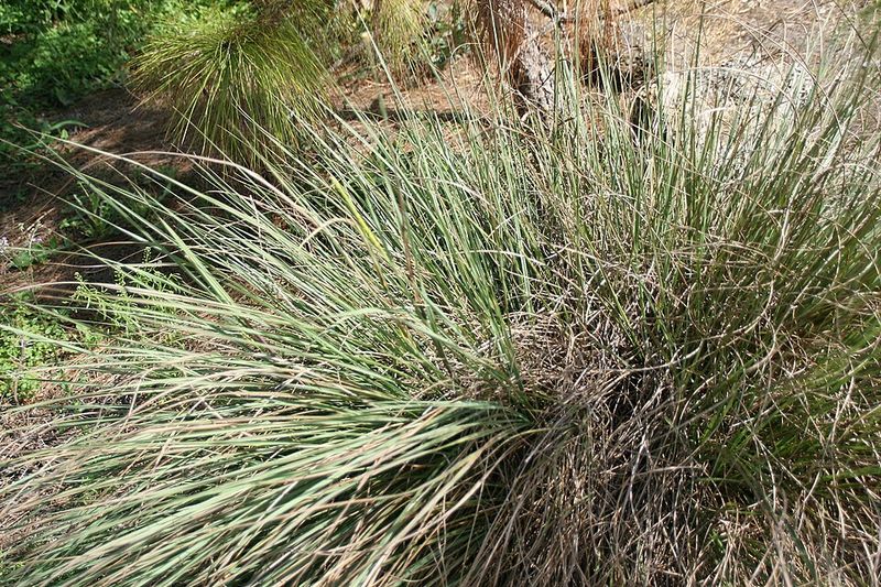 Plant Fakahatchee Grass In Tough Corners