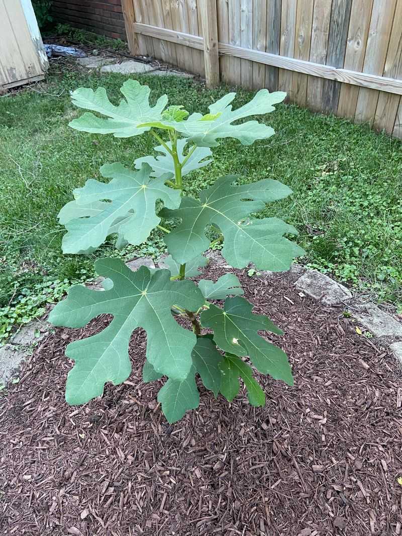 Plant Figs After Hard Frosts Pass