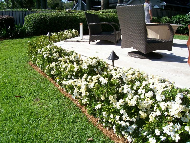 Plant Gardenia Where The Patio Can Catch Its Perfume