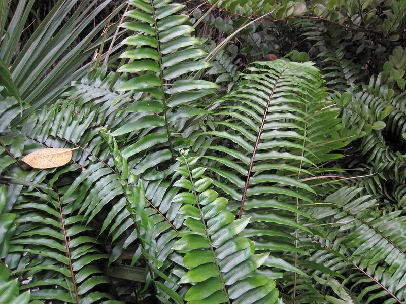 Plant Giant Leather Fern For Rainforest Texture Plant Giant Leather Fern For Rainforest Texture