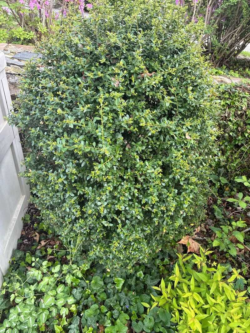 Plant Helleri Holly For Compact Evergreen Structure