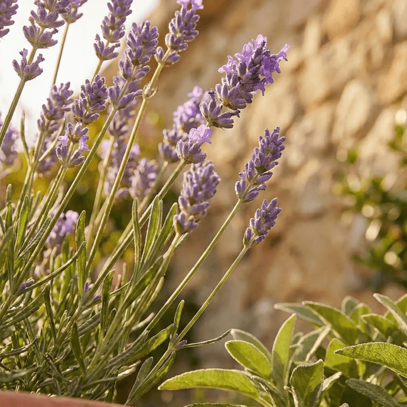 Plant In Areas With Fast Draining Soil