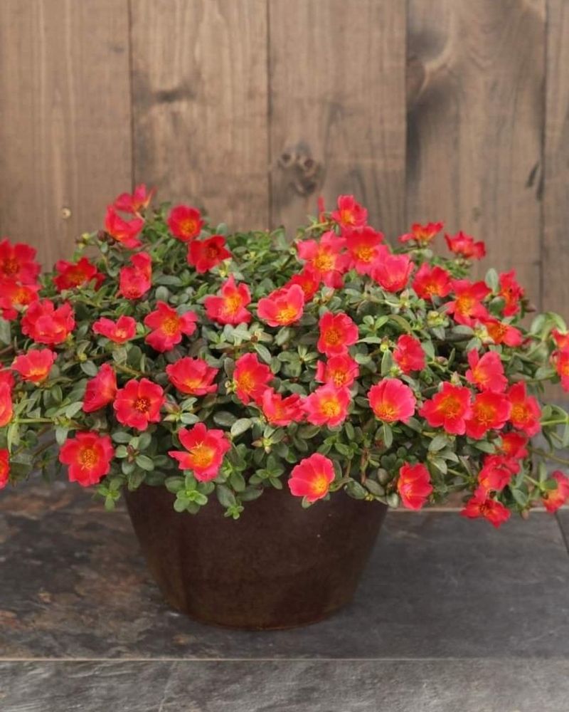 Plant In Containers Or Beds That Do Not Hold Water