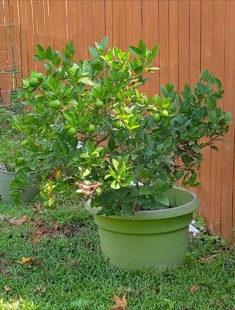 Plant In Fast Draining Citrus Soil To Prevent Root Issues