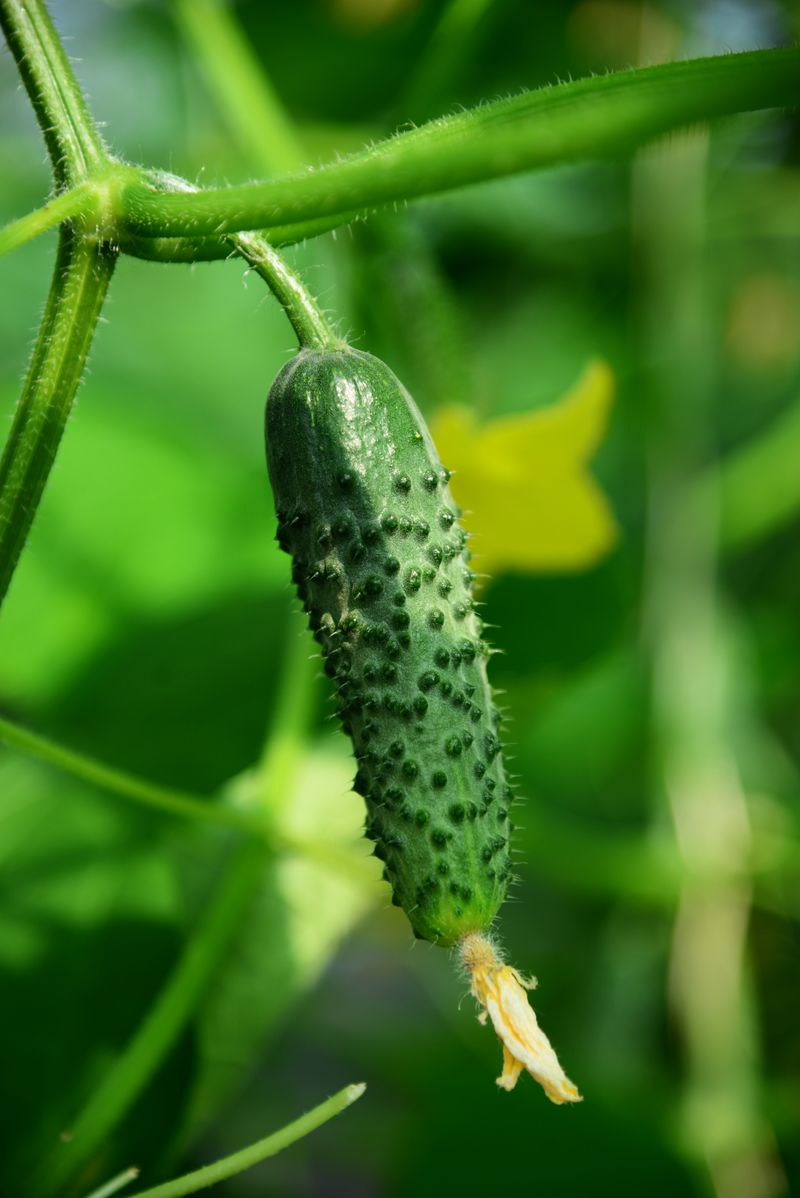 Plant In Full Sun At Least 6 To 8 Hours Daily Plant In Full Sun At Least 6 To 8 Hours Daily