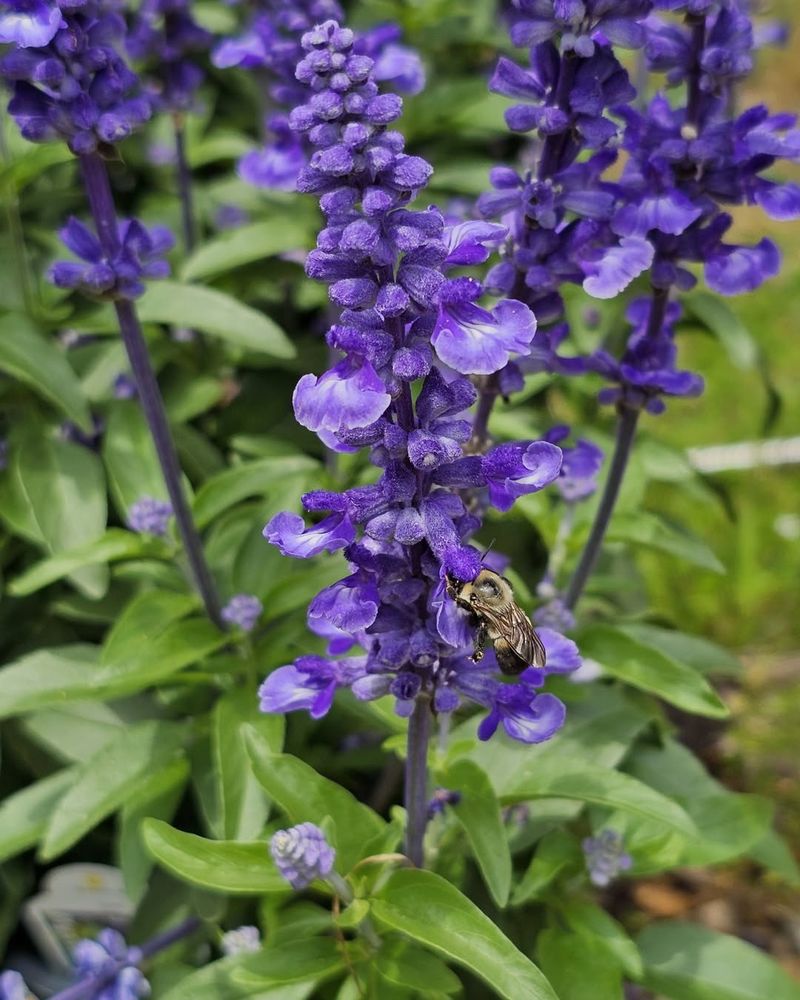 Plant In Soil That Drains Fast After Rain Plant In Soil That Drains Fast After Rain