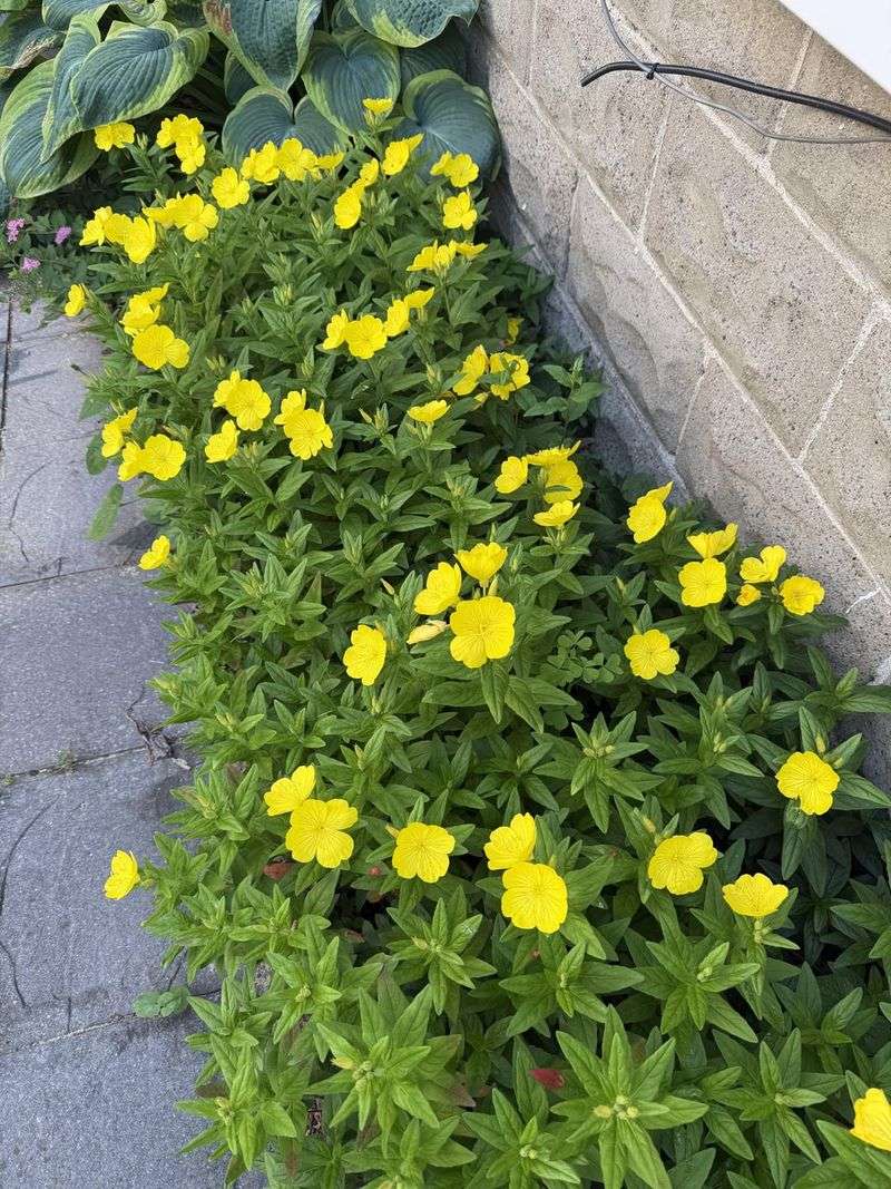 Plant Insect-Attracting Flowers