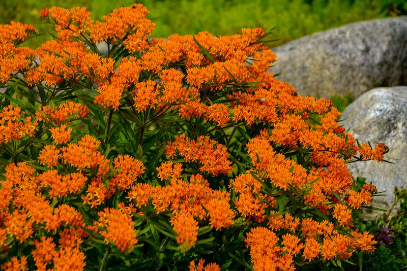 Plant It In Full Sun Where The Soil Drains Fast