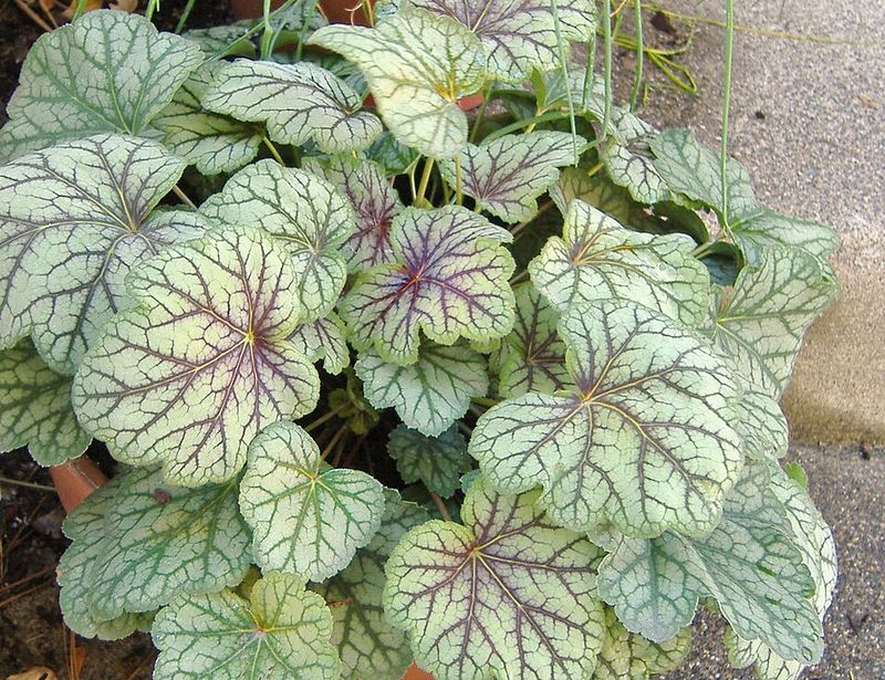 Plant It In Rich, Well-Drained Soil