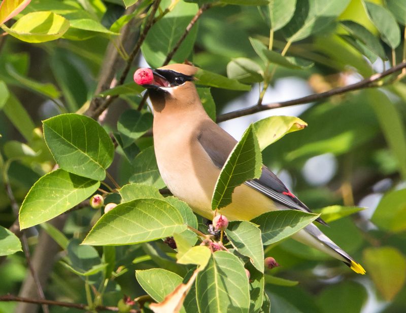 Plant It Where Wildlife Can Find The Fruit