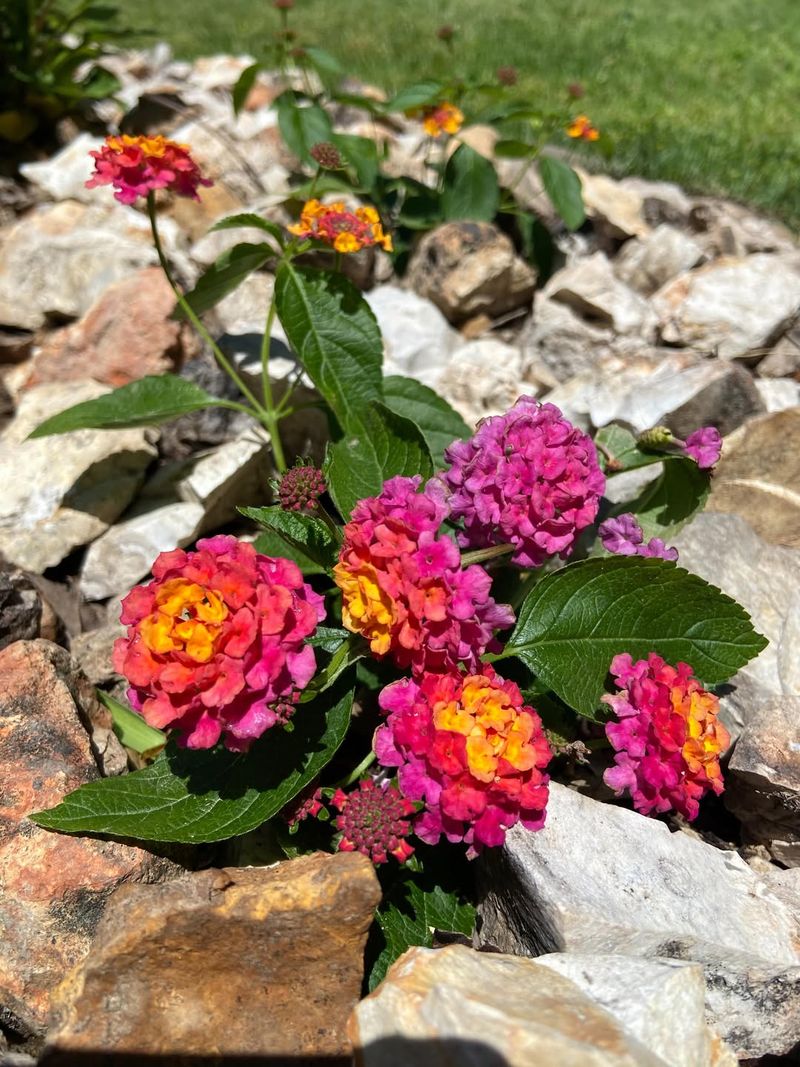 Plant Lantana In Full Sun
